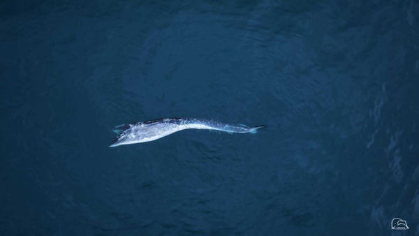d8156999-1 2月12日海上漂流時期的紀錄。(圖/翻攝自Facebook/中華鯨豚協會)