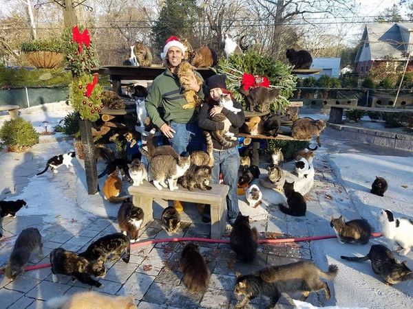 快樂貓庇護所火災。（圖／翻攝自臉書@Happy Cat Sanctuary 、@Strong Island Animal Rescue League）