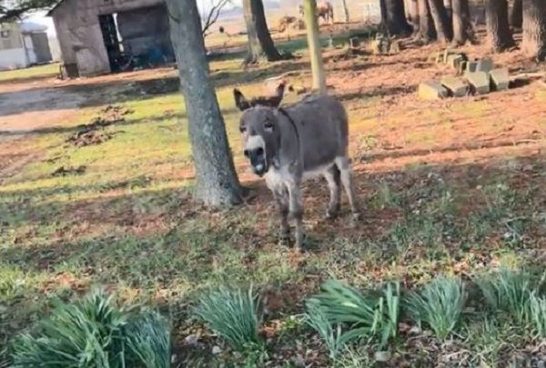 ▲小驢逃家遭飼主抓包　聽見要跟媽告狀「嗚嗚叫」頂嘴抗議。（圖／翻攝自TiKTok／@the_fitness_farrier）
