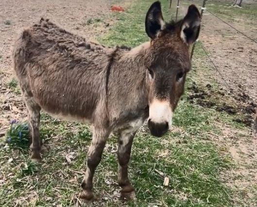 ▲小驢逃家遭飼主抓包　聽見要跟媽告狀「嗚嗚叫」頂嘴抗議。（圖／翻攝自TiKTok／@the_fitness_farrier）