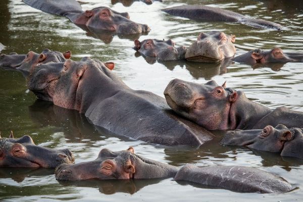 剛果維龍加國家公園近日爆發動物疫情，超過50頭河馬死亡。（示意圖，Pexels）
