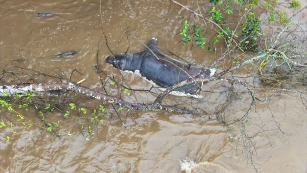 維龍加國家公園大量河馬死亡，景象慘烈。（翻攝Virunga National Park）