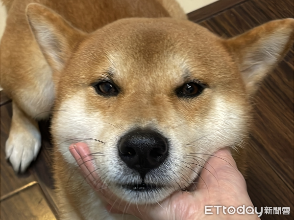▲（圖／網友@shiba.haji_0531提供，請勿隨意翻拍，以免侵權。）