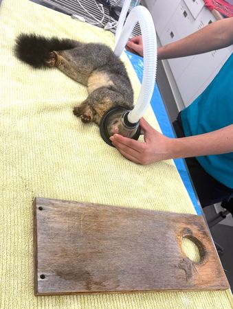 刷尾負鼠變成鼠球。（圖／翻攝自臉書@ACT Wildlife）