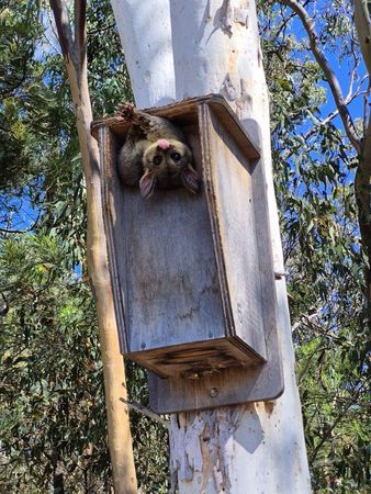 刷尾負鼠變成鼠球。（圖／翻攝自臉書@ACT Wildlife）