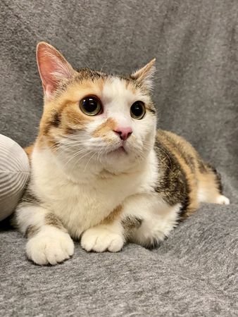 圓滾滾貓咪。（圖／翻攝自臉書@Jefferson County Humane Society）