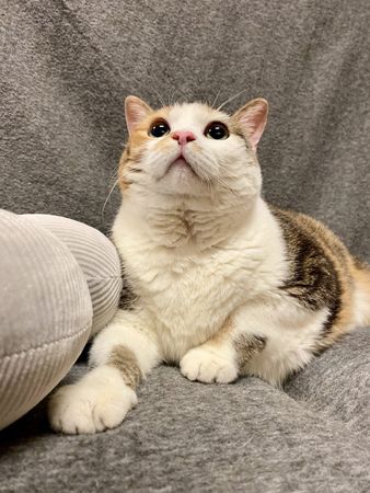 圓滾滾貓咪。（圖／翻攝自臉書@Jefferson County Humane Society）