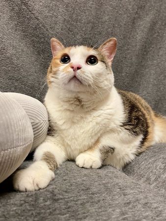 圓滾滾貓咪。（圖／翻攝自臉書@Jefferson County Humane Society）