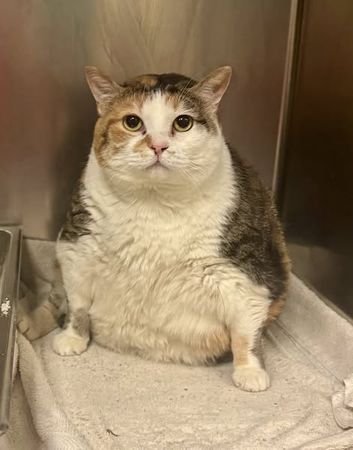 圓滾滾貓咪。（圖／翻攝自臉書@Jefferson County Humane Society）