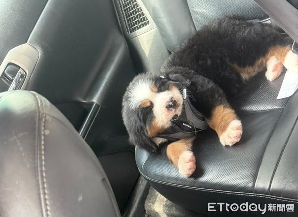 ▲怎麼了？飼主追劇暴哭　貼心博恩山犬「舔手撒嬌」安慰媽媽。（圖／Threads@@mi55bobbi提供，請勿隨意翻拍，以免侵權。）