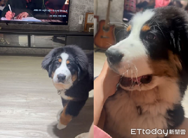 ▲怎麼了？飼主追劇暴哭　貼心博恩山犬「舔手撒嬌」安慰媽媽。（圖／Threads@@mi55bobbi提供，請勿隨意翻拍，以免侵權。）