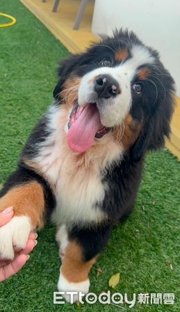 ▲怎麼了？飼主追劇暴哭　貼心博恩山犬「舔手撒嬌」安慰媽媽。（圖／Threads@@mi55bobbi提供，請勿隨意翻拍，以免侵權。）