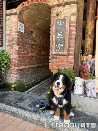 ▲怎麼了？飼主追劇暴哭　貼心博恩山犬「舔手撒嬌」安慰媽媽。（圖／Threads@@mi55bobbi提供，請勿隨意翻拍，以免侵權。）
