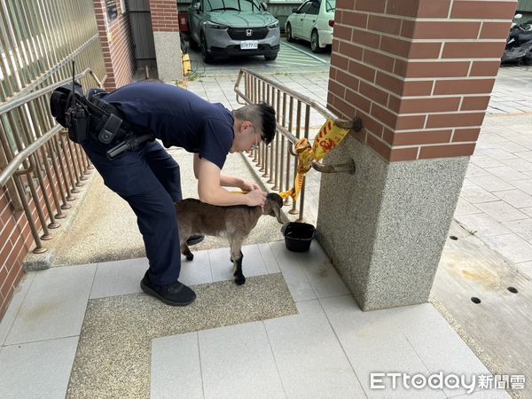 ▲苗栗這隻小羊意外走失，突在台61線跳上陌生人機車，騎士向警方求助，動防所今天循線找到飼主領回。（圖／記者楊永盛翻攝）
