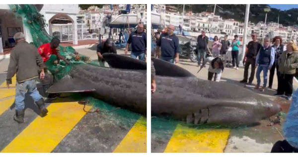 西班牙漁民捕獲海地巨獸！　專家驚曝身分是「6.7尺長姥鯊」