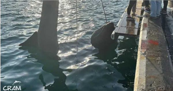 西班牙漁民捕獲海地巨獸！　專家驚曝身分是「6.7尺長姥鯊」