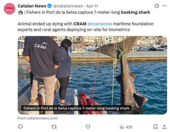 西班牙漁民捕獲海地巨獸！　專家驚曝身分是「6.7尺長姥鯊」