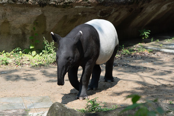馬來貘莉姆路。（圖／台北市立動物園提供）