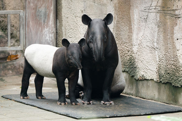 馬來貘莉姆路。（圖／台北市立動物園提供）