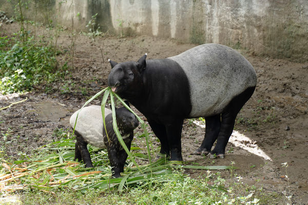 馬來貘莉姆路。（圖／台北市立動物園提供）