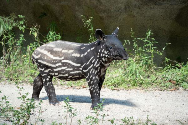 馬來貘莉姆路。（圖／台北市立動物園提供）