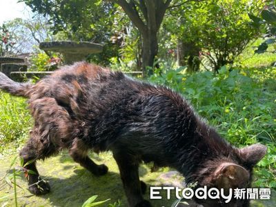 ▲侯硐貓公所遭批「飼料發霉」環境髒亂　廠商發文澄清擬提告。（圖／網友提供，請勿隨意翻拍，以免侵權。）