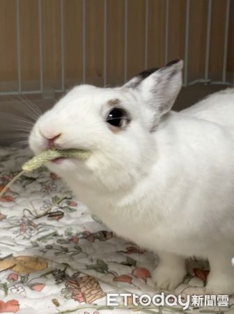 ▲貪吃兔守候餵食機　飼料掉落「張大嘴接」一秒都不能餓到。（圖／Threads@wenlin__5972提供，請勿隨意翻拍，以免侵權。）