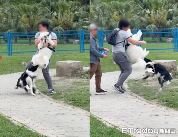 綠寶石公園邊境咬薩摩耶。（圖／網友提供）