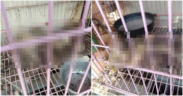 台南某餐廳的貓疑遭主人餓死。（圖／翻攝台南大小事）