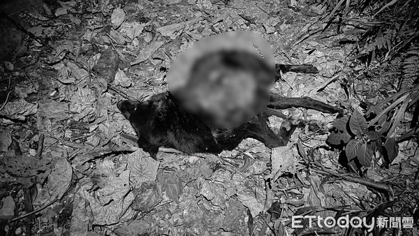 ▲▼黑熊擊殺雞隻以及家犬，相關單位開槍擊斃黑熊。（圖／記者王兆麟翻攝）