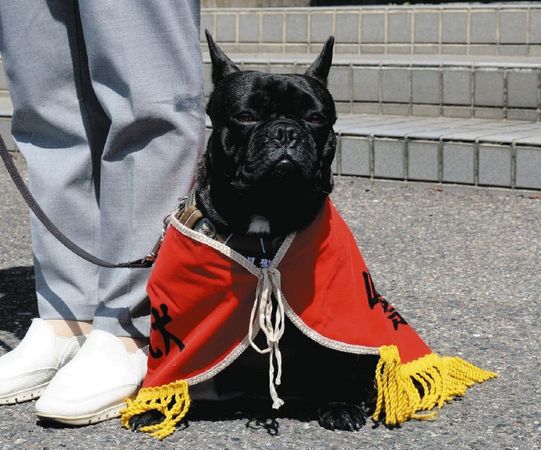 ▲日本首隻法鬥警犬。（圖／翻攝自Instagram／@i.maru31）