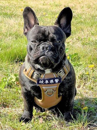 ▲日本首隻法鬥警犬。（圖／翻攝自Instagram／@i.maru31）