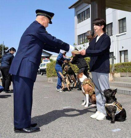 ▲日本首隻法鬥警犬。（圖／翻攝自Instagram／@i.maru31）
