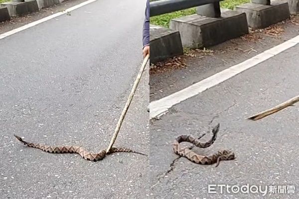 ▲▼台東縣清潔隊執勤時，巧遇1.5公尺百步蛇。（圖／記者楊漢聲翻攝）
