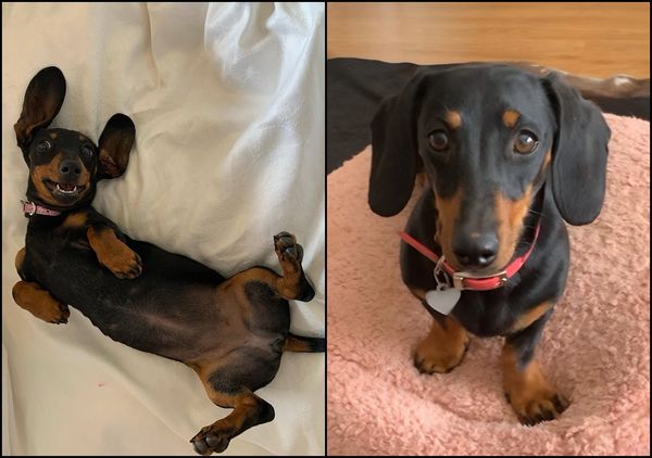 ▲▼跟主人到澳洲離島玩走失 臘腸犬消失529天奇蹟獲救。（圖／翻攝自Kangala Wildlife Rescue）