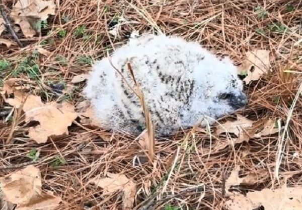 ▲汪汪散步中突對「灰白毛球」狂吠　近看才發現是猛禽寶寶。（圖／翻攝自TikTok／@skimbeans）