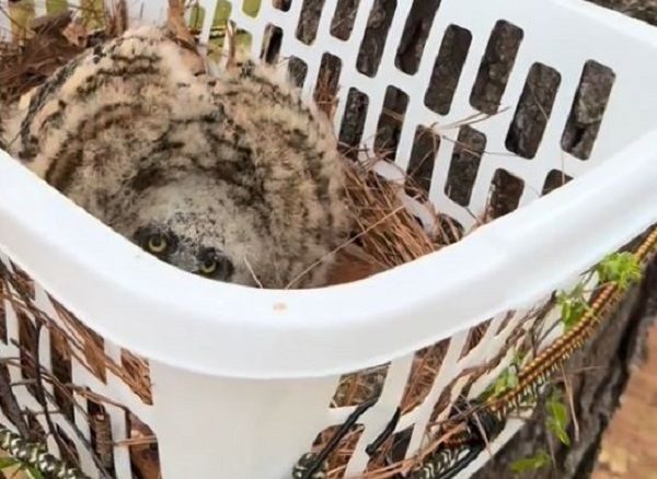 ▲汪汪散步中突對「灰白毛球」狂吠　近看才發現是猛禽寶寶。（圖／翻攝自TikTok／@skimbeans）