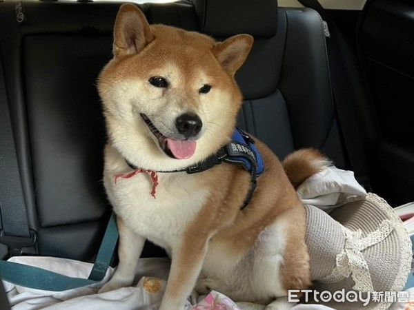 ▲柴犬踢米戀上「顧東西」。（圖／網友@rainie__0926提供，請勿隨意翻拍，以免侵權。）