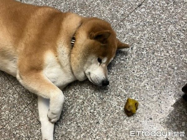 ▲柴犬踢米戀上「顧東西」。（圖／網友@rainie__0926提供，請勿隨意翻拍，以免侵權。）