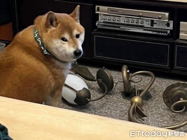 ▲柴犬踢米戀上「顧東西」。（圖／網友@rainie__0926提供，請勿隨意翻拍，以免侵權。）