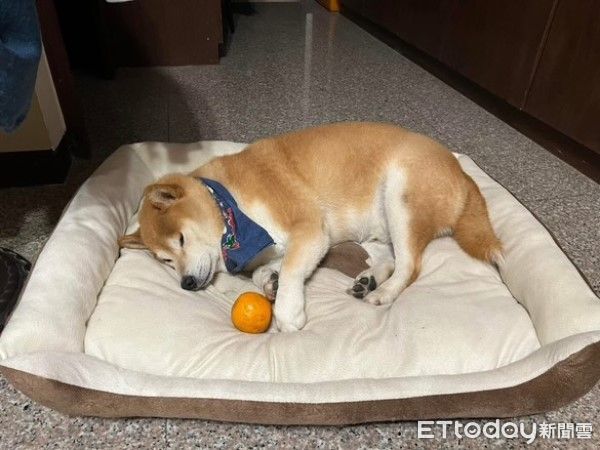 ▲柴犬踢米戀上「顧東西」。（圖／網友@rainie__0926提供，請勿隨意翻拍，以免侵權。）