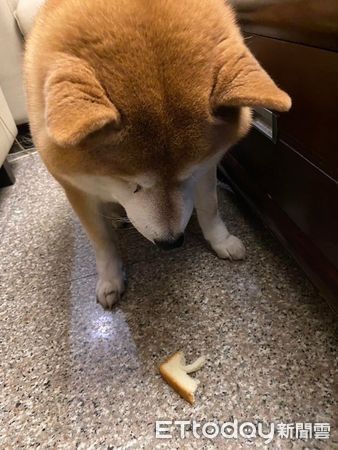 ▲柴犬踢米戀上「顧東西」。（圖／網友@rainie__0926提供，請勿隨意翻拍，以免侵權。）