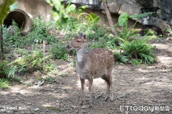 ▲換毛季來臨！北市動物園灰狼「毛毛躁躁」　梅花鹿穿上斑點新衣。（圖／台北市立動物園提供）