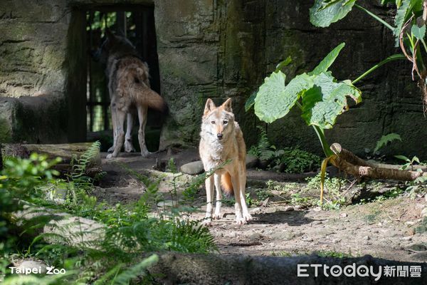 ▲換毛季來臨！北市動物園灰狼「毛毛躁躁」　梅花鹿穿上斑點新衣。（圖／台北市立動物園提供）