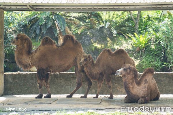 ▲換毛季來臨！北市動物園灰狼「毛毛躁躁」　梅花鹿穿上斑點新衣。（圖／台北市立動物園提供）