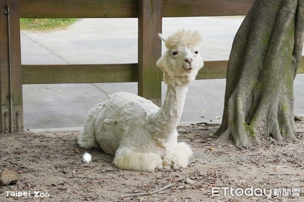 ▲換毛季來臨！北市動物園灰狼「毛毛躁躁」　梅花鹿穿上斑點新衣。（圖／台北市立動物園提供）