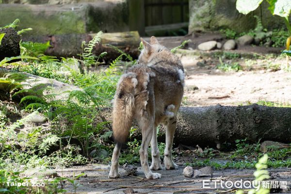▲換毛季來臨！北市動物園灰狼「毛毛躁躁」　梅花鹿穿上斑點新衣。（圖／台北市立動物園提供）