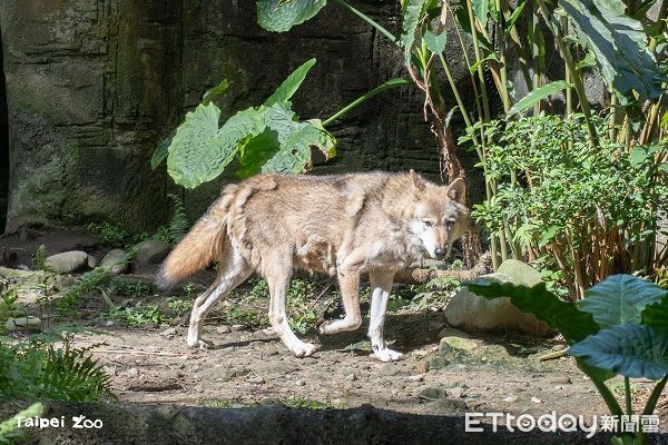▲換毛季來臨！北市動物園灰狼「毛毛躁躁」　梅花鹿穿上斑點新衣。（圖／台北市立動物園提供）