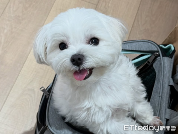 ▲（圖／網友@iomgii提供，請勿隨意翻拍，以免侵權。）