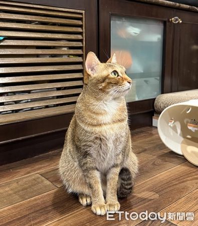 ▲你是誰？！貓皇「飛機壓超低」緊盯爸　燙完頭髮主子就不認識。（圖／___chu1223提供）